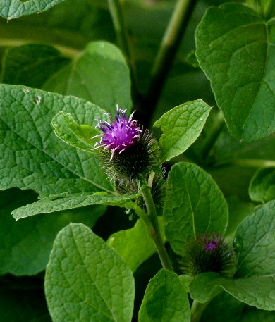 d0084473_2135911.jpg