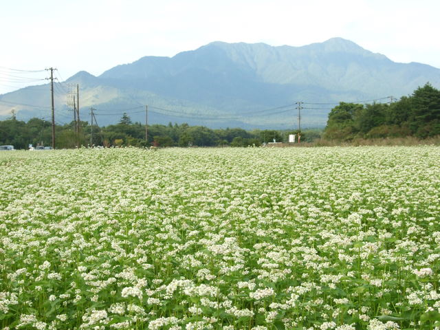 a0106978_1243428.jpg
