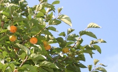 c0057781_15403899.jpg