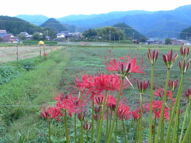 b0042882_21124395.jpg
