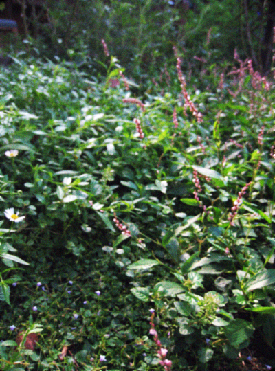 d0077603_9372862.jpg