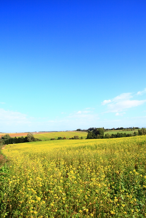 c0146510_13322615.jpg
