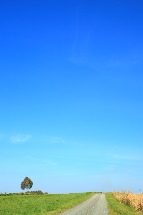 c0146510_1341329.jpg