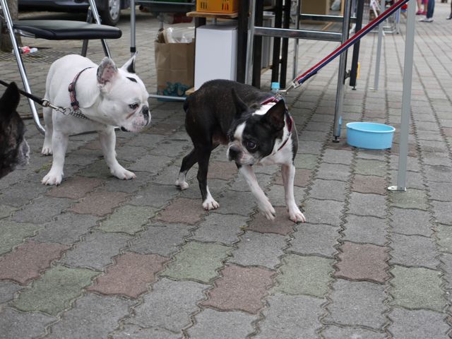 e0007510_20482366.jpg