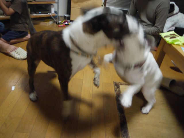 e0007510_20495651.jpg