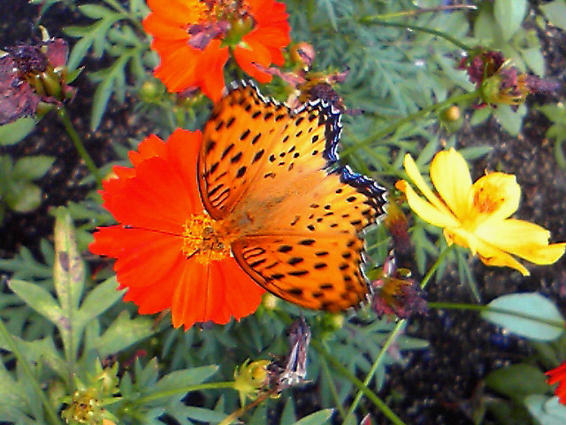 e0016828_94131.jpg