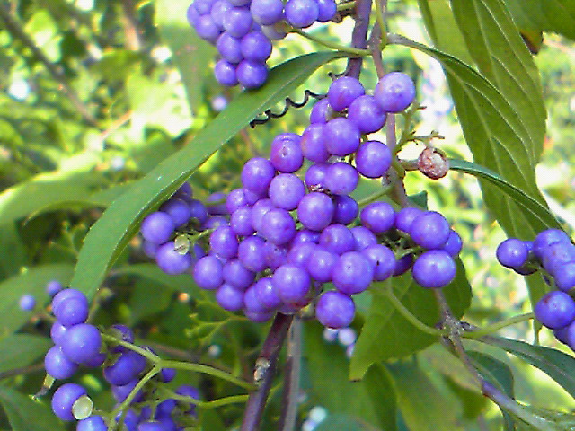 e0016828_955119.jpg