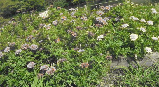 e0121548_20102928.jpg