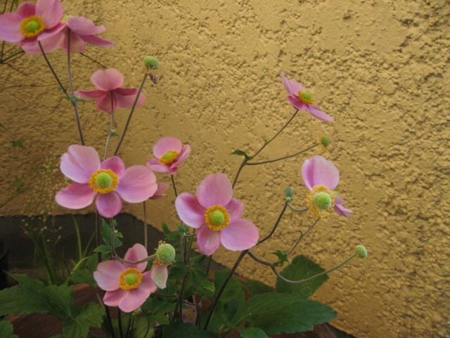 e0139165_23202746.jpg