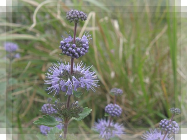 c0042869_20203099.jpg