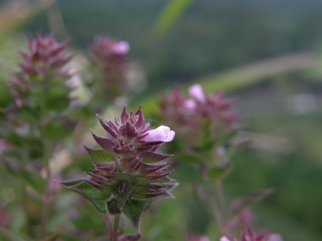c0042869_20283235.jpg