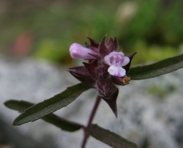 c0042869_2030579.jpg