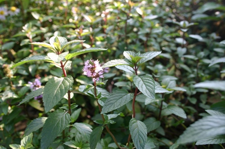 c0057781_1442347.jpg