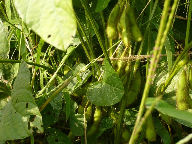c0165589_14265856.jpg