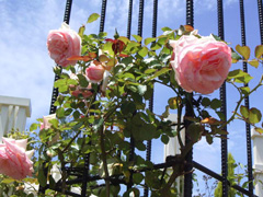 b0183914_0392997.jpg