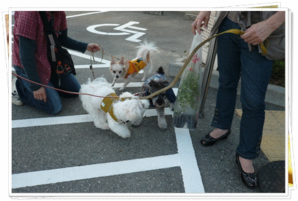 b0167519_815010.gif