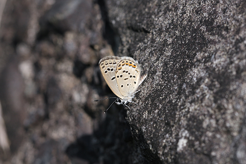 d0054625_1517340.jpg