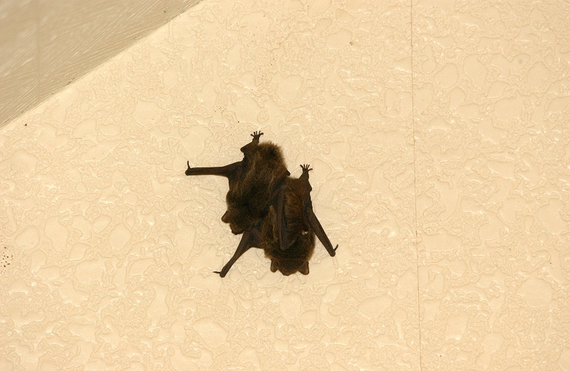 b0029350_1385538.jpg