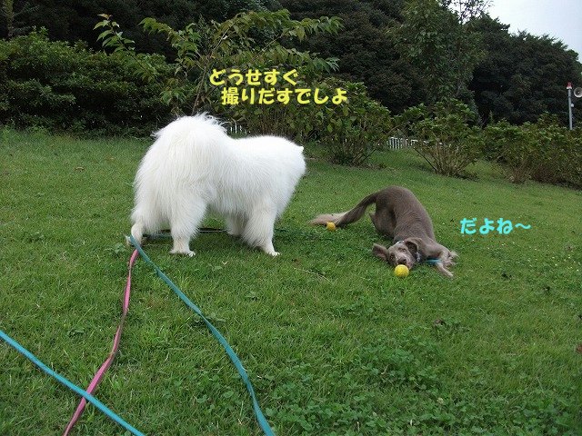 e0176159_15481527.jpg