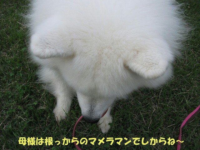 e0176159_1633392.jpg