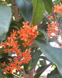 e0041168_118290.jpg
