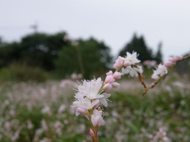 c0042869_649693.jpg