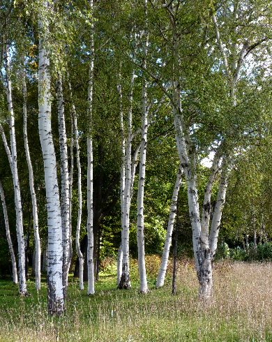 d0084473_2026229.jpg