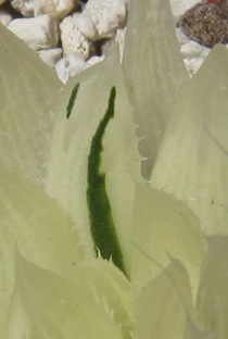 f0210873_1038312.jpg