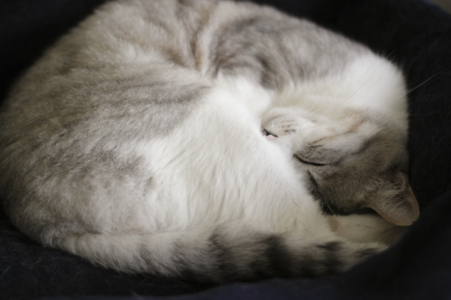 猫ベッドに丸まるお坊ちゃん