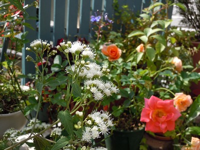 c0117007_22161347.jpg