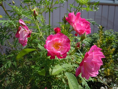 c0117007_22173649.jpg
