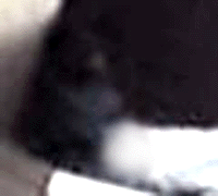 e0103408_1857539.gif