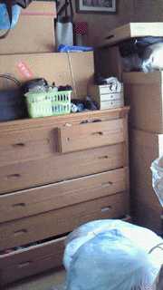 e0103408_18585185.gif