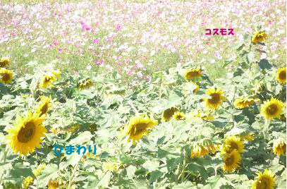 a0115924_19492425.jpg