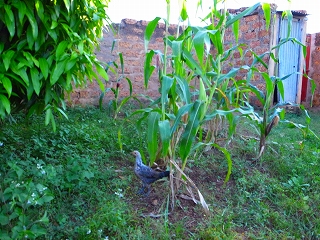 f0204737_2163674.jpg