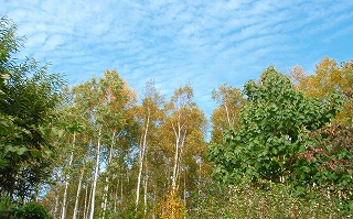 e0004756_814772.jpg