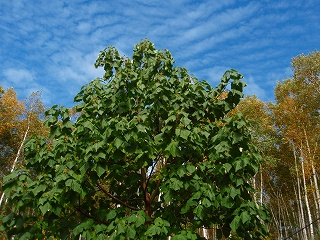 e0004756_8163799.jpg