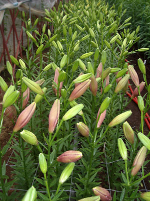 e0097770_14311016.jpg