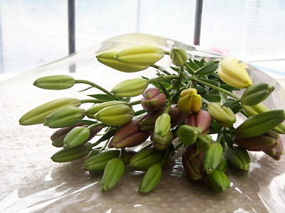e0097770_14334233.jpg