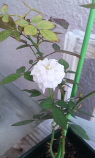f0176570_141537.jpg