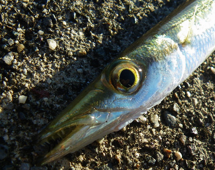 c0197578_22343565.jpg