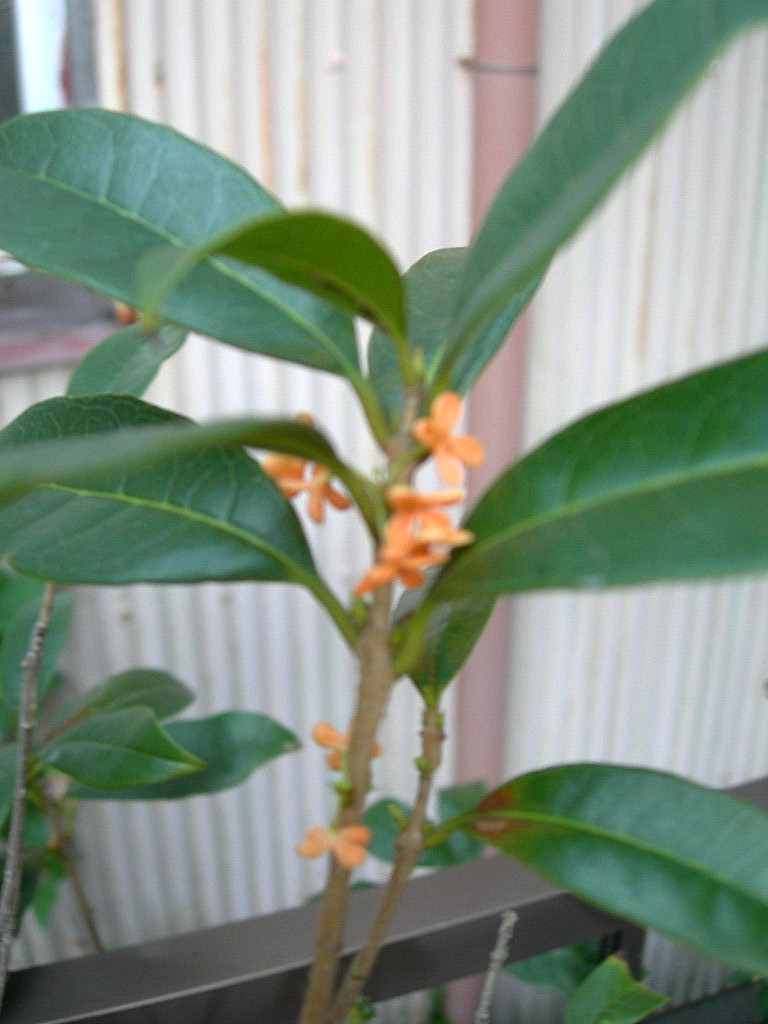 c0220700_21283524.jpg