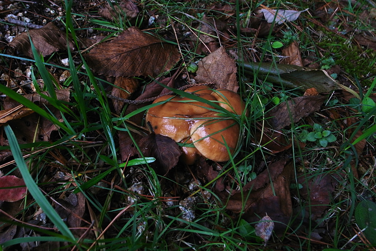 c0102003_653358.jpg