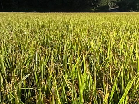 c0205806_2146166.jpg