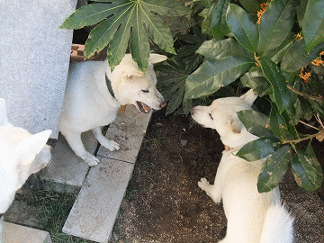 a0151727_162758.gif