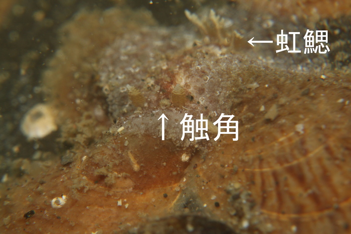 c0034029_65576.jpg