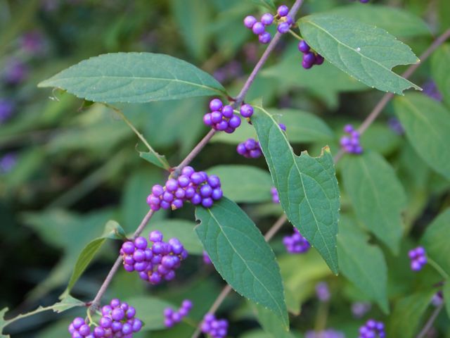 d0038533_14342784.jpg