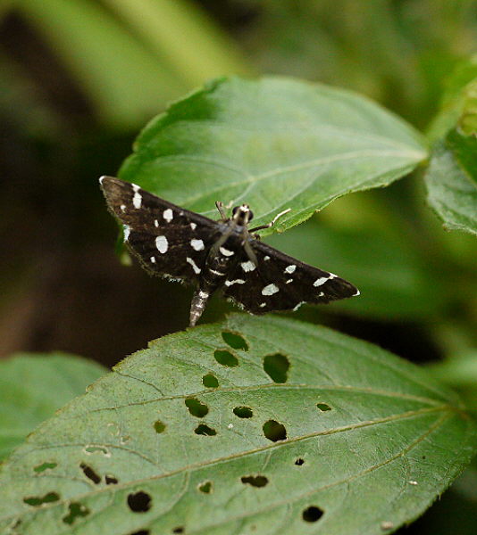 d0091754_2502251.jpg