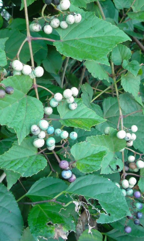 f0220768_19551841.jpg
