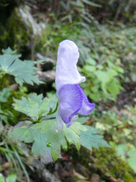 e0145782_1828761.jpg